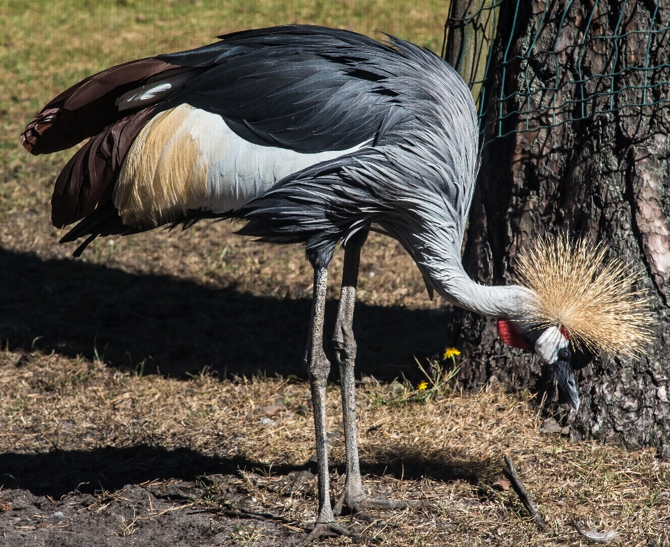 Pájaro ala fauna silvestre zoo