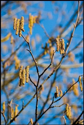 Tree branch blossom winter Photo