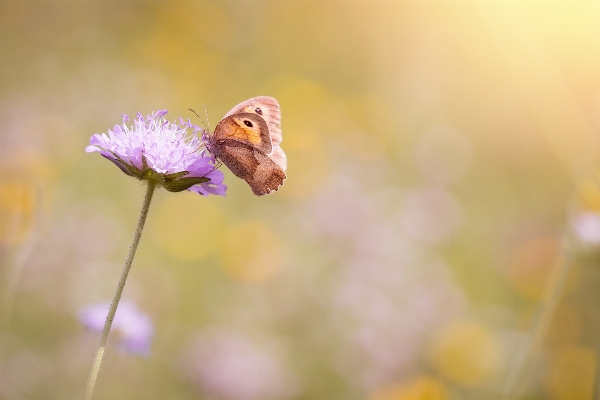 Nature blossom plant photography Photo