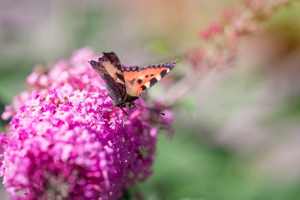 Natura fiore pianta fotografia