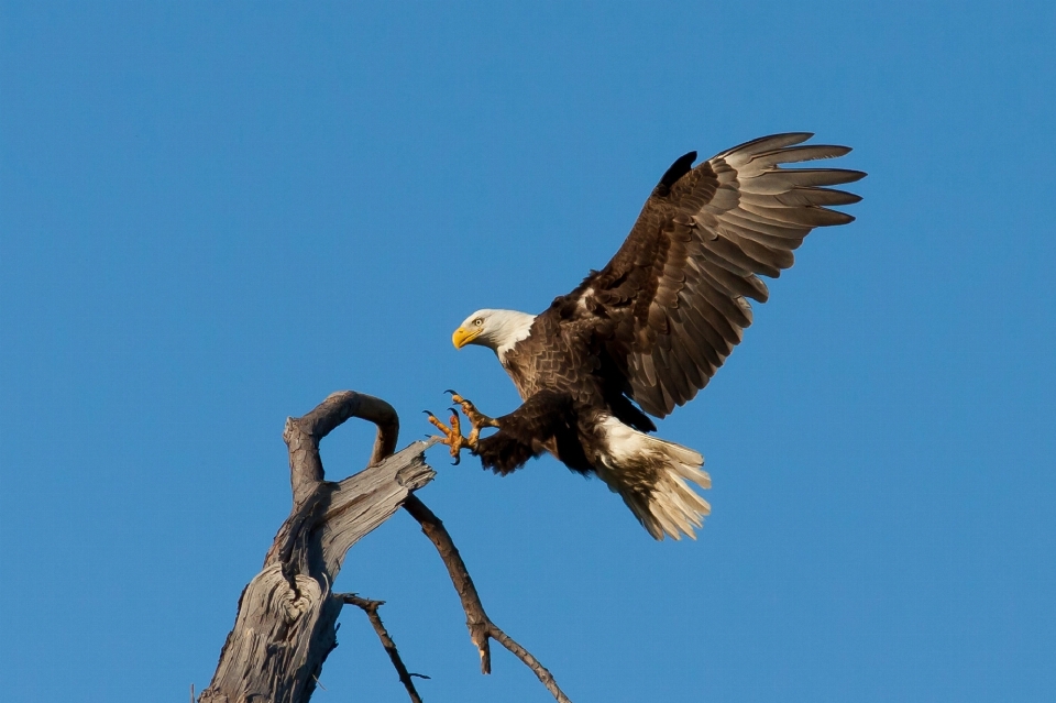 Drzewo natura oddział ptak