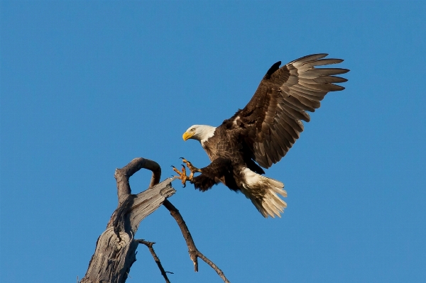 Foto Pohon alam cabang burung