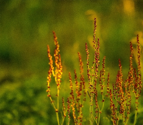 Grass plant sunlight flower Photo