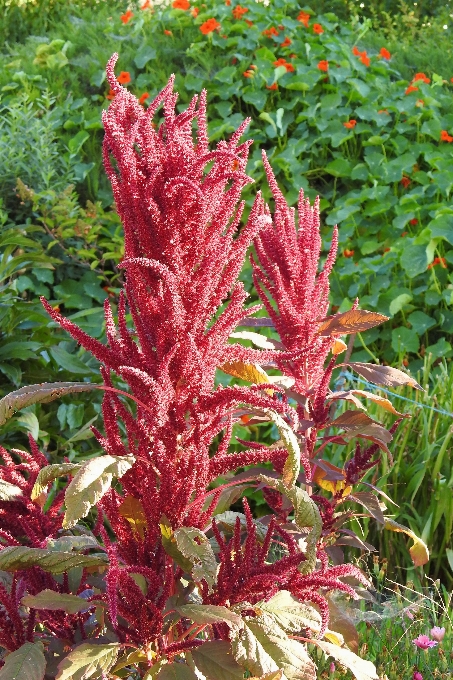 Plantar folha flor vermelho