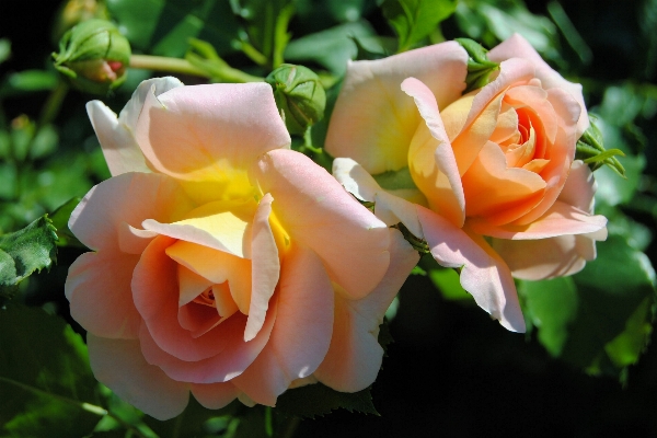 Blossom plant flower petal Photo