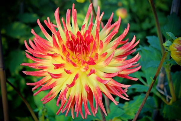 Blossom plant flower petal Photo