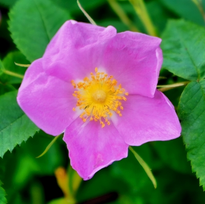 Blossom plant flower petal Photo