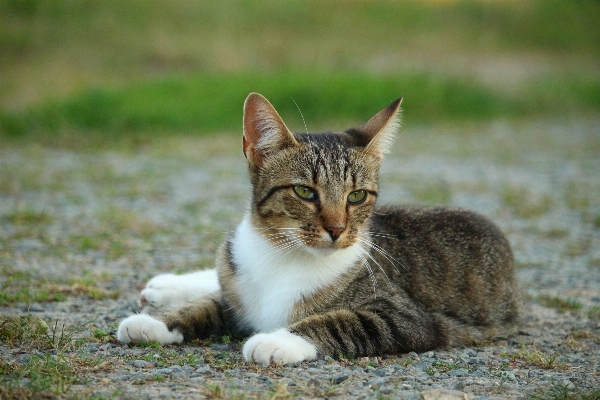 Grass kitten cat mammal Photo