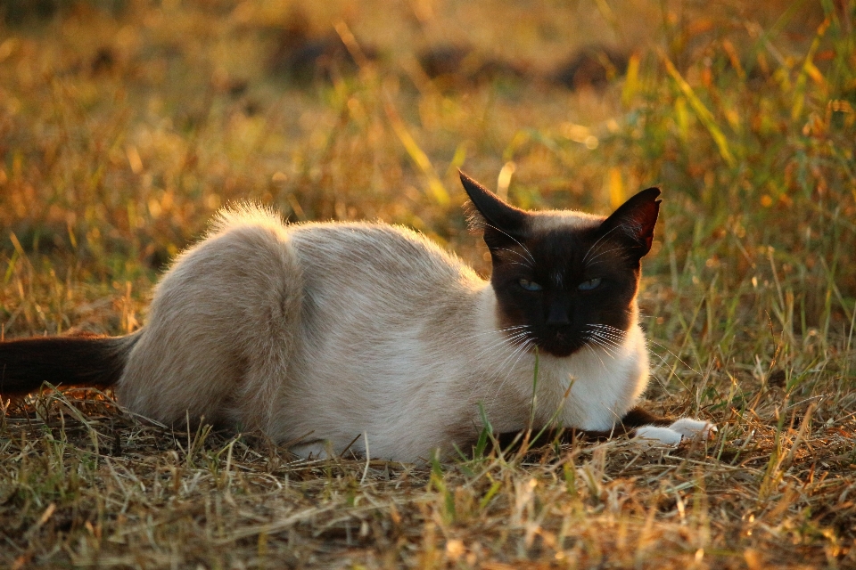 çimen güneş kedi sonbahar