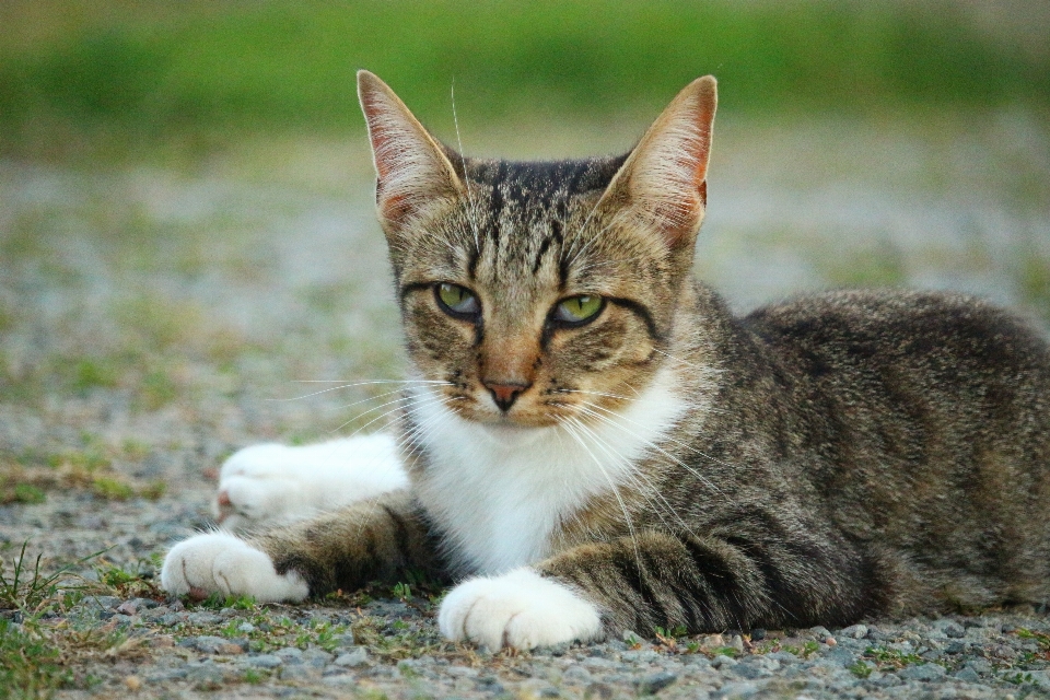 Kedi yavrusu memeli fauna