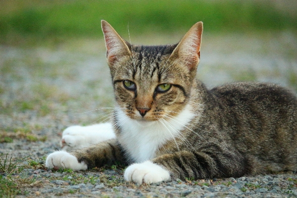 Foto Anak kucing mamalia fauna