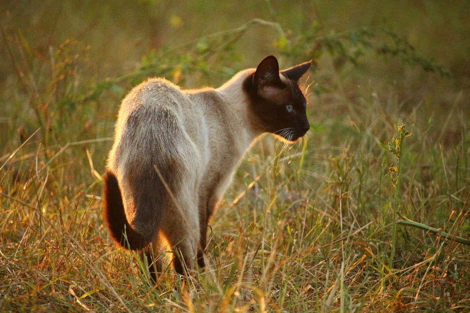 草 太陽 草原
 野生動物