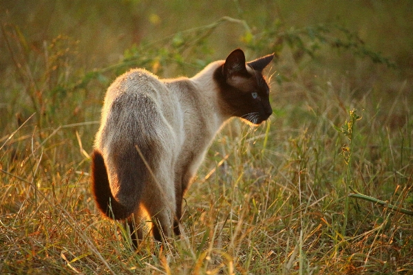 Grass sun prairie wildlife Photo