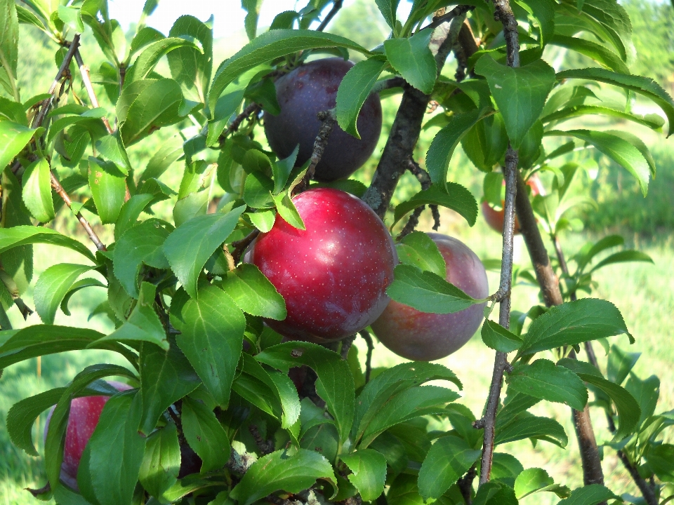 Apple anlage frucht blatt