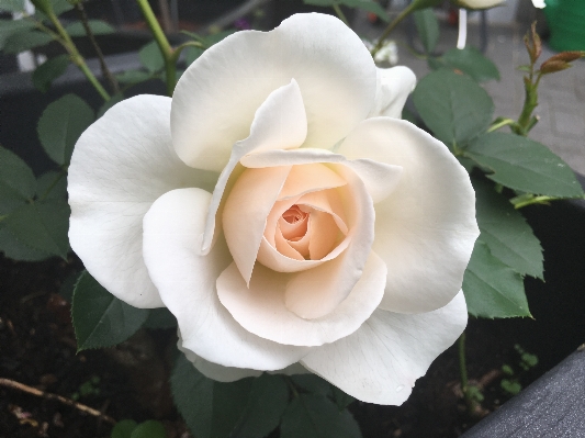 Blossom plant flower petal Photo