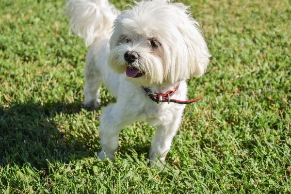 Nature white puppy dog Photo