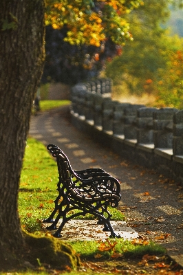 Tree nature light bokeh Photo