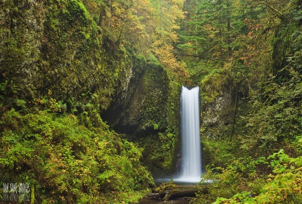 Tree water nature forest Photo