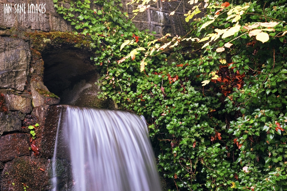 árvore água natureza floresta