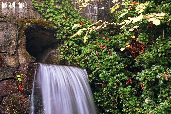 Tree water nature forest Photo