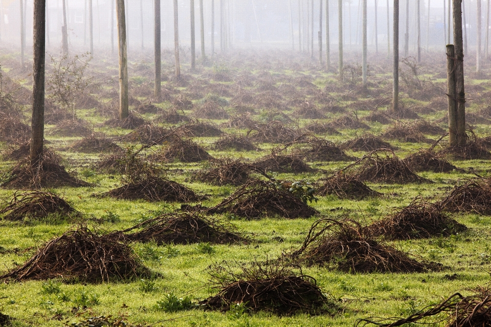 Baum wald gras sumpf