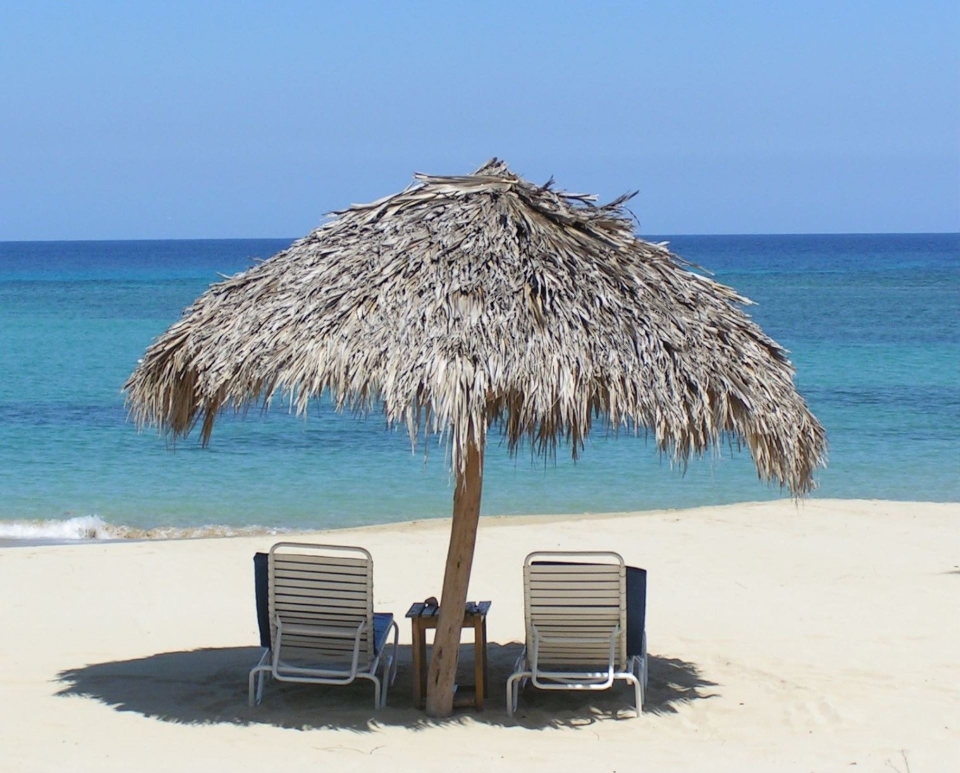 Spiaggia mare costa albero