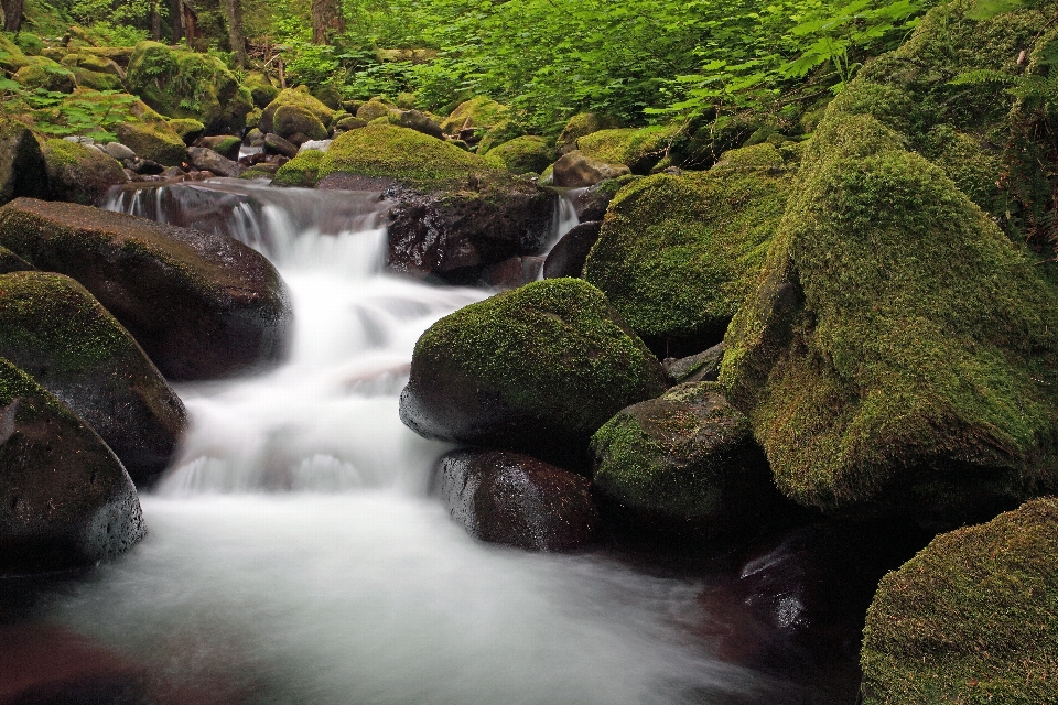 Landscape water nature forest