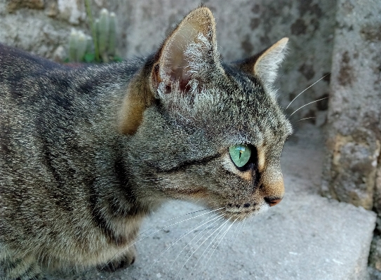 Foto Animais selvagens gato mamífero fauna