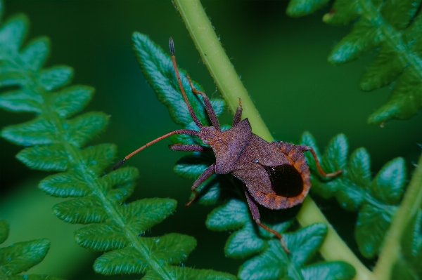 Nature plant photography leaf Photo