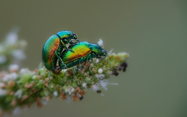 Nature bird leaf flower Photo