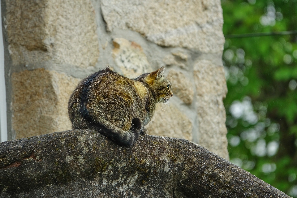 Animais selvagens jardim zoológico mamífero esquilo