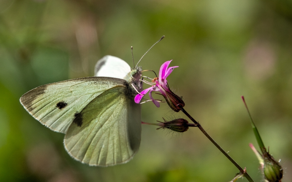 Nature wing photography meadow