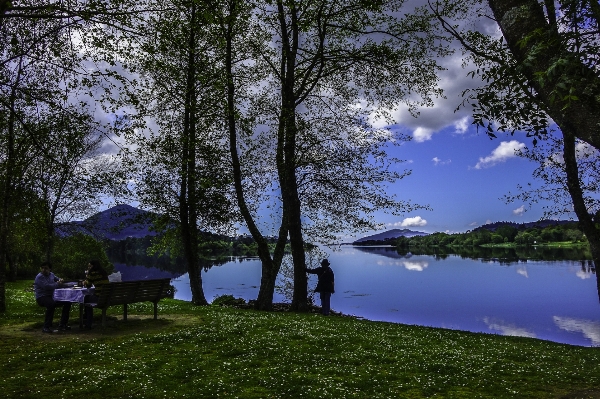 風景 木 自然 森 写真