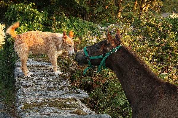 草 花 野生動物 馬 写真