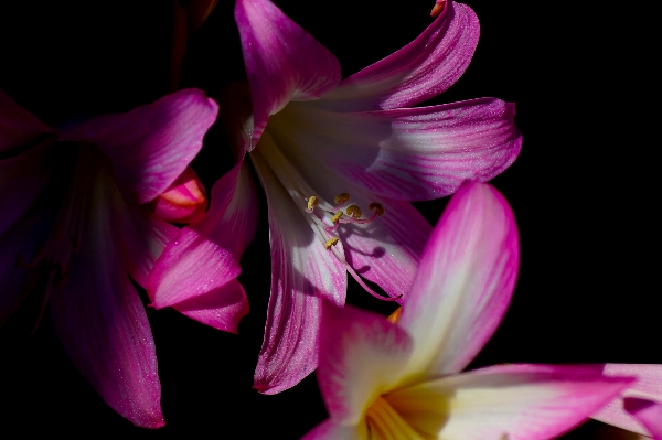 Foto Natura fiore pianta fotografia