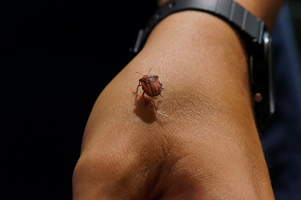 Foto Tangan fotografi cincin kaki