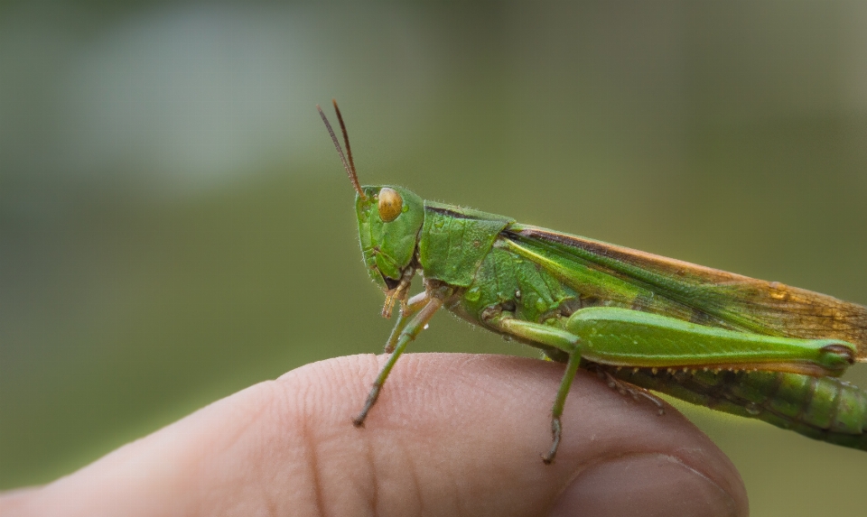 Natura fotografia zielony owad