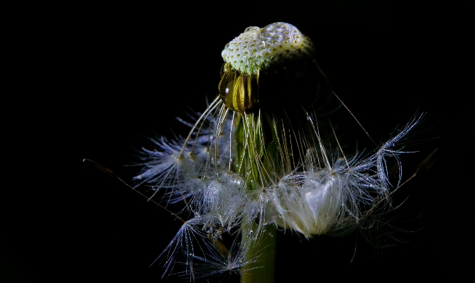 Nature light plant night Photo