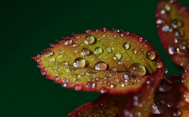 Foto Alam tanaman daun bunga