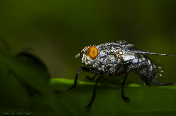 Nature photography flower fly Photo