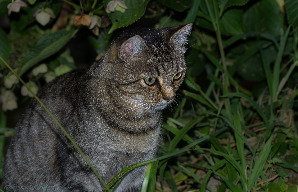 Grama animais selvagens gato mamífero