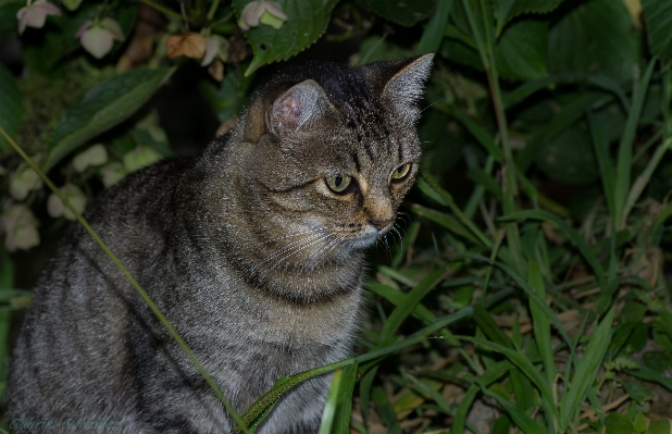 Grass wildlife cat mammal Photo