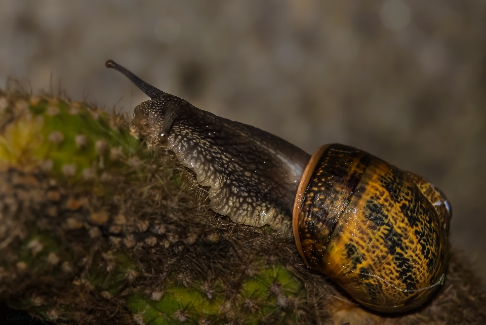 Naturaleza fotografía foto fauna silvestre