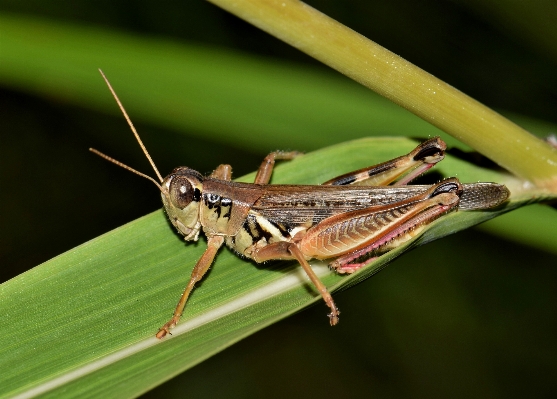 Foto Alam rumput fotografi satwa