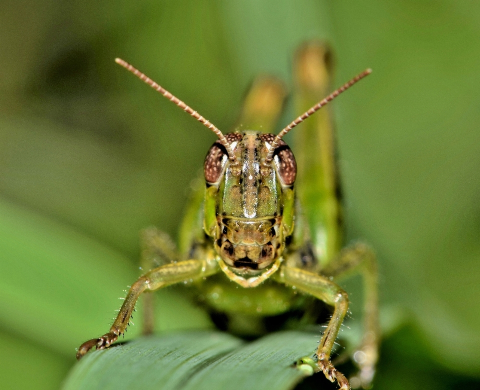 Nature grass photography animal