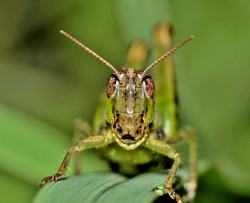 Nature grass photography animal Photo