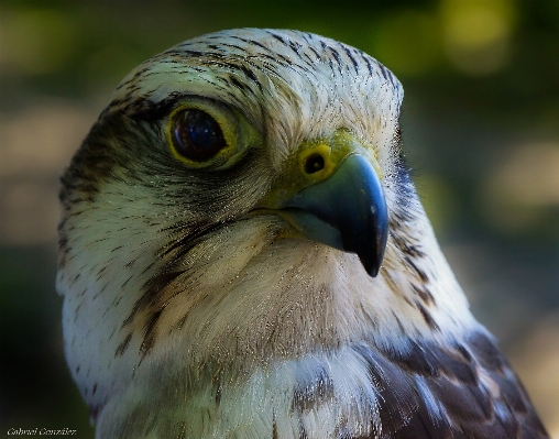 Foto Alam burung sayap foto