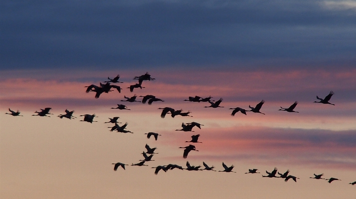 Branch bird sky sunrise Photo