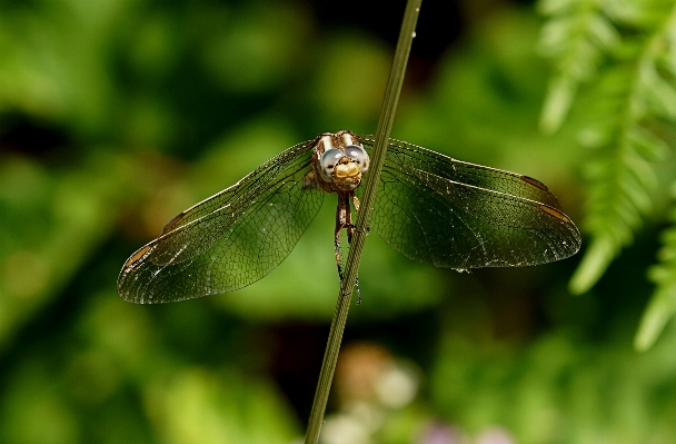 Nature wing photography photo Photo