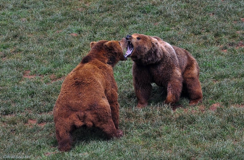 Nature bear wildlife mammal